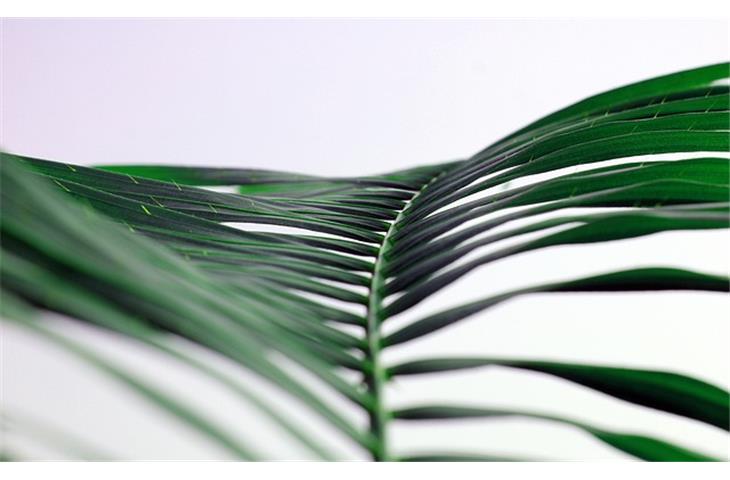 Discover the Datejust Green Palm