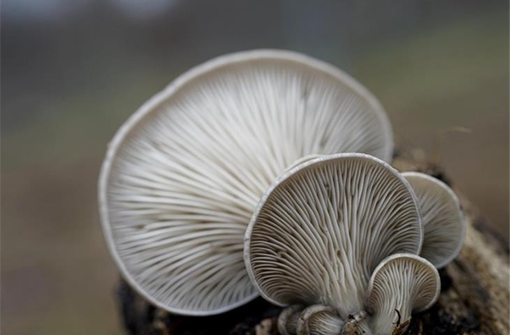 Buy Oyster Perpetual Gold: A Comprehensive Guide