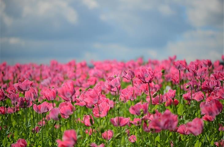 op 36 pink